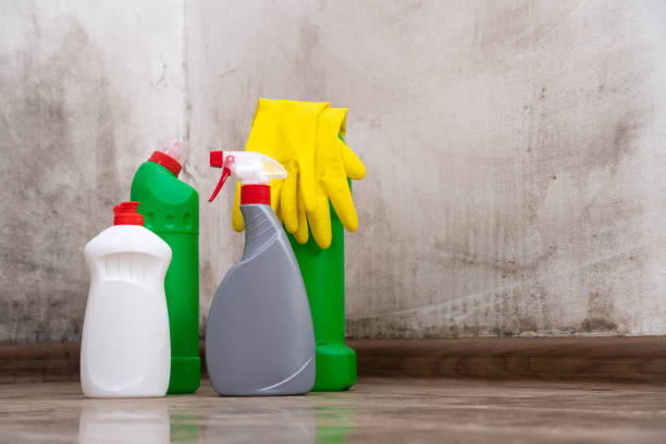 Why You Should Choose Our Mold Remediation Services in Washington, IA